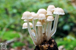 Slijmsteelmycena 3